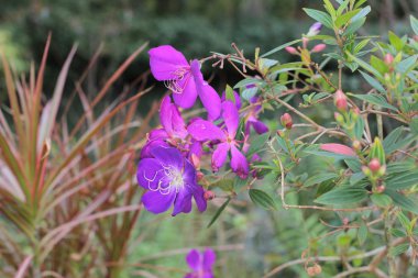 resmi bahçede çiçek yatak