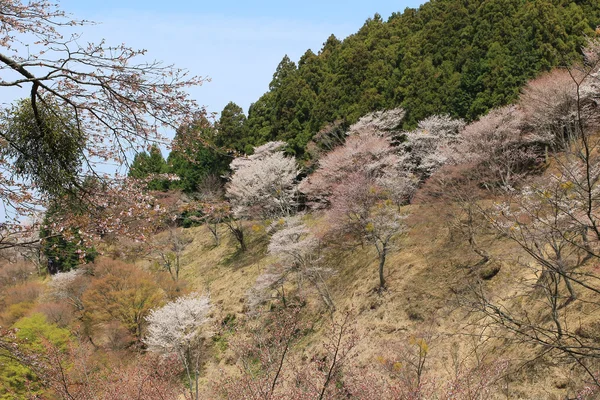 Yoshino Mikumari Shrine, Yoshinoyama, Nara — Stock Photo, Image