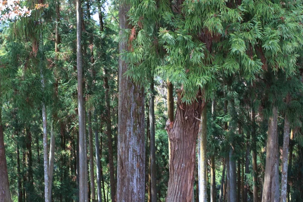 Uitzicht op het bos — Stockfoto