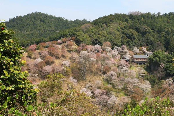 Yoshino cherry blossoms — Stockfoto