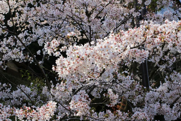 Fleur Sakura rose ou fleurs de cerisier — Photo