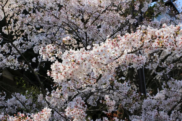 Рожева квітка або вишня цвітіння сакури — стокове фото