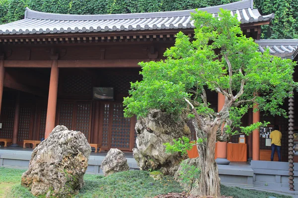 Leaning bonsai tree, Chi Lin Nunnery, Hong Kong — Stock Photo, Image