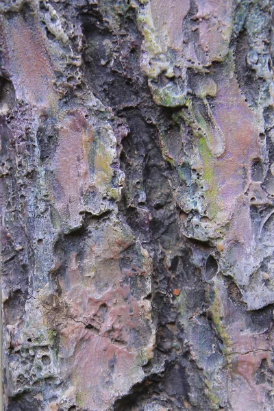 Lo sfondo dell'albero di canfora — Foto Stock