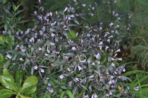 Parterres de fleurs dans le jardin formel — Photo