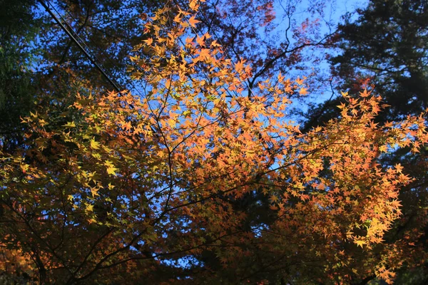 Cascata Minoh in autunno, Osaka, Giappone — Foto Stock