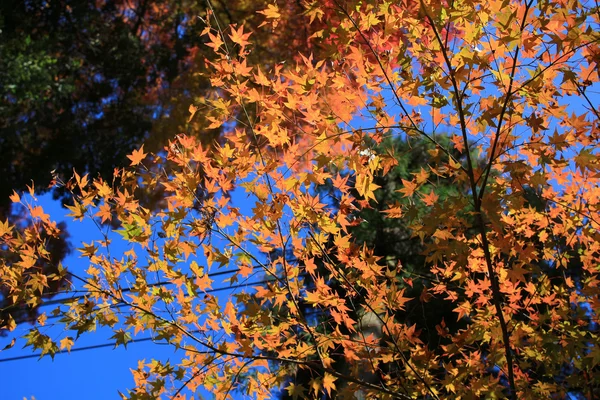 Fundo colorido de folha de bordo no outono, Osaka Japan — Fotografia de Stock