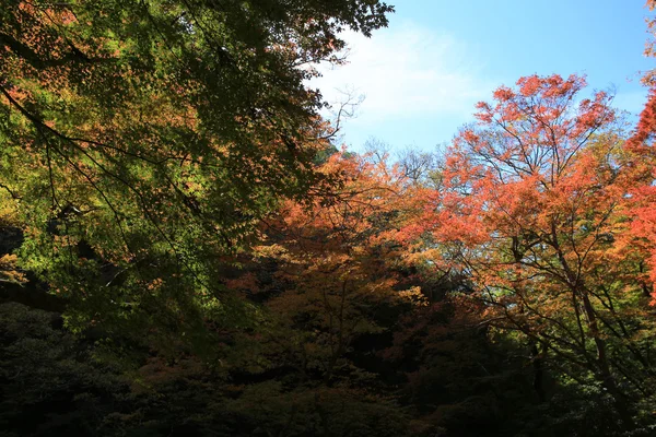 Colorato sfondo foglia d'acero in autunno, Osaka Giappone — Foto Stock