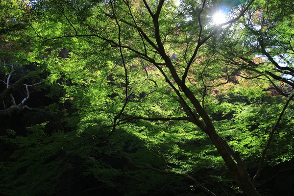 Színes maple leaf háttér ősszel, Osaka, Japán — Stock Fotó