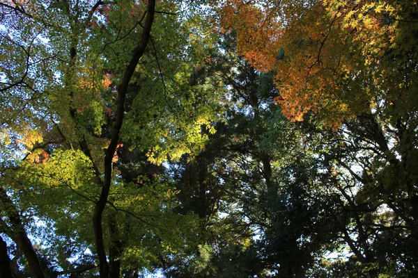 Farbenfroher Ahornblatt-Hintergrund im Herbst, osaka japan — Stockfoto
