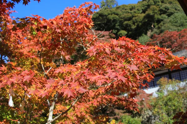 Fundo colorido de folha de bordo no outono, Osaka Japan — Fotografia de Stock