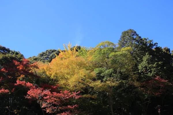 Fond de feuille d'érable coloré en automne, Osaka Japon — Photo
