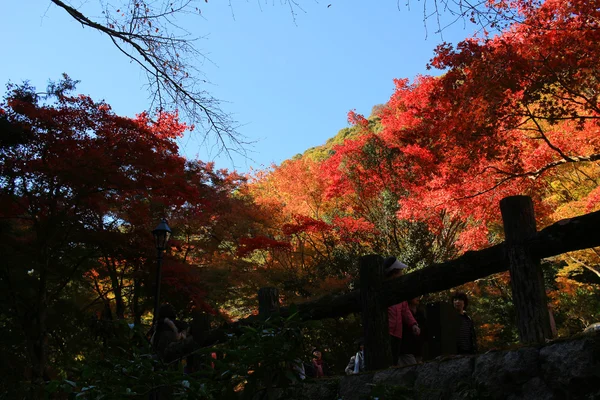Farbenfroher Ahornblatt-Hintergrund im Herbst, osaka japan — Stockfoto