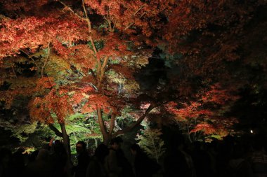 Sonbahar sezonu kodaiji gecenin 
