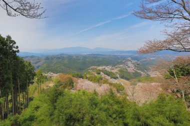 Yoshino kiraz çiçekleri