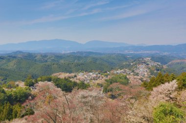 Yoshino kiraz çiçekleri
