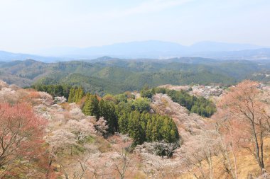 Yoshino kiraz çiçekleri