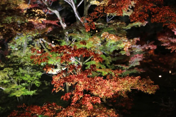 Temporada de otoño de noche kodaiji —  Fotos de Stock