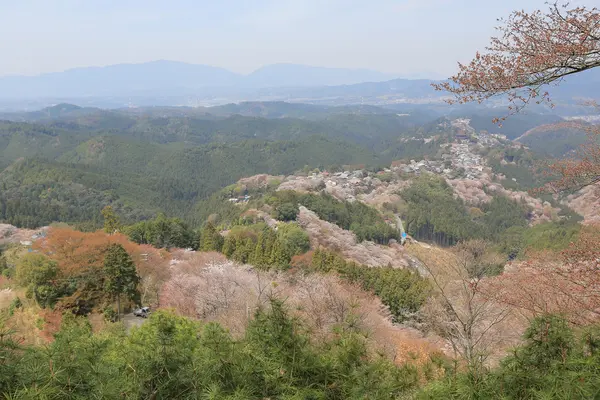 吉野樱花盛开 — 图库照片