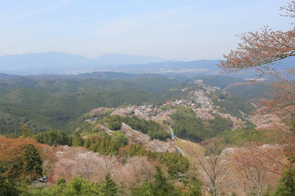 Yoshino cherry blossoms — Stockfoto