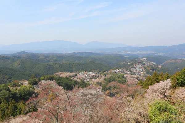 Цветение сакуры Ёсино — стоковое фото