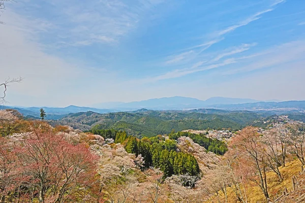 Yoshino cherry blossoms — Stockfoto