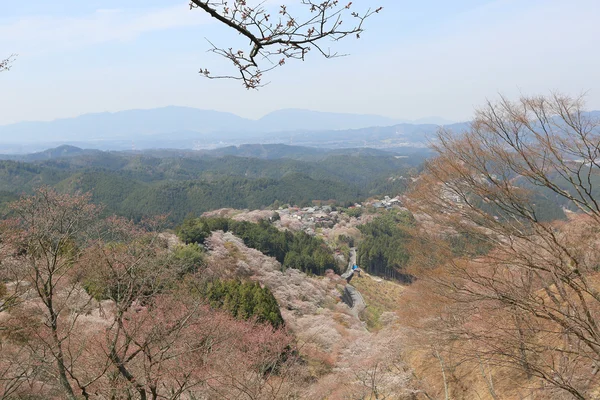 Yoshino cherry blossoms — Stock Photo, Image