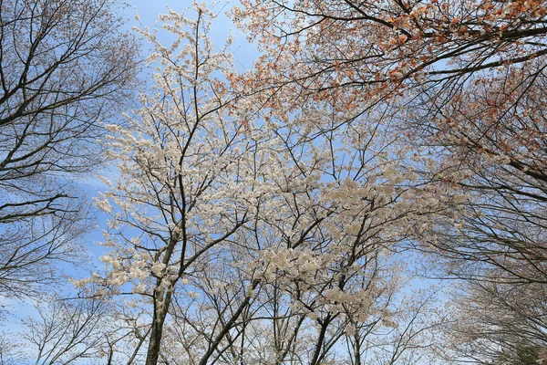 Yoshino kiraz ağacı — Stok fotoğraf