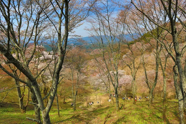 Yoshino cseresznye fa — Stock Fotó