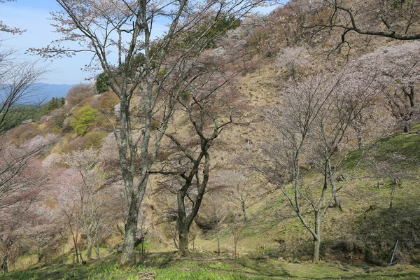 Yoshinoyama, Nara, Japonsko — Stock fotografie