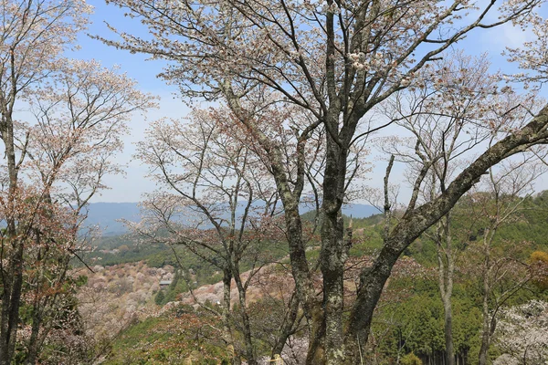 吉野樱花树 — 图库照片