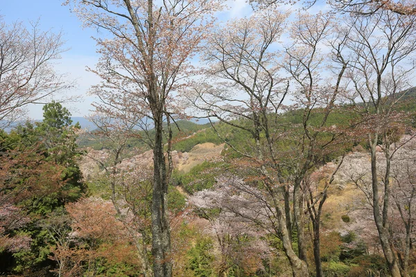 Yoshino cherry blossoms — Stockfoto