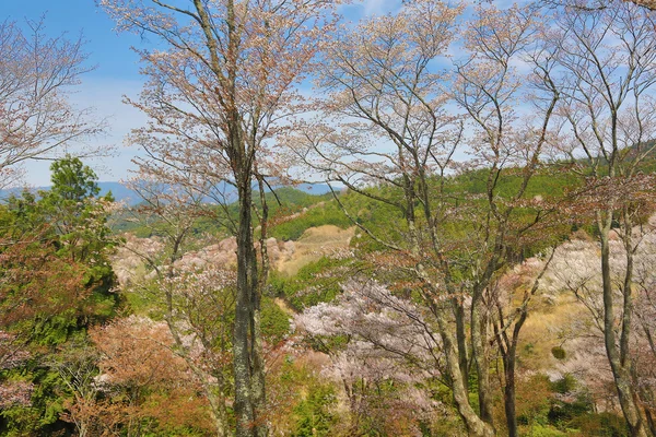 Yoshino flores de cerezo — Foto de Stock