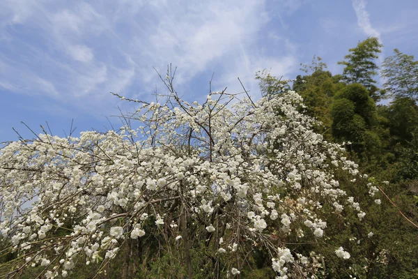 Yoshino wiśniowe drzewo — Zdjęcie stockowe