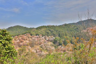 Yoshino 1000 üzerinde