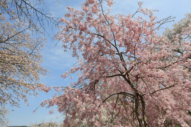Yoshino kiraz ağacı