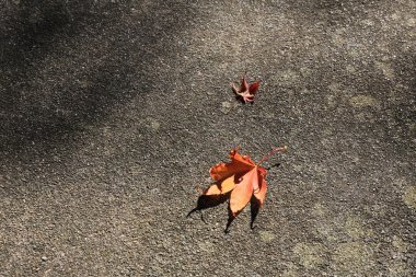  Dünya üzerindeki akçaağaç yaprağı