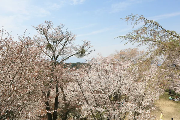 Yoshino cherry tree — Stock Photo, Image