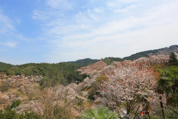 Yoshino mais de 1000 — Fotografia de Stock