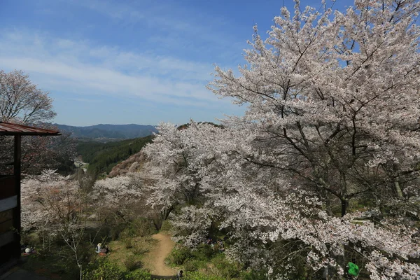 Yoshino cherry blossoms — Stock Photo, Image