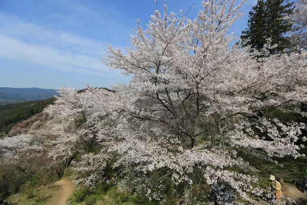 春に奈良県吉野町吉野山 — ストック写真