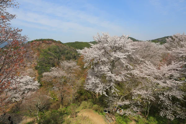 Yoshino-Kirschblüten — Stockfoto