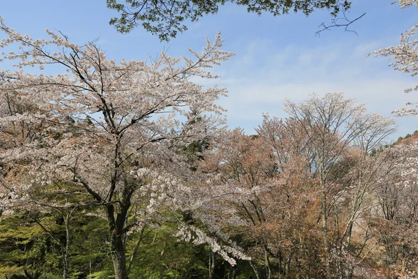 Yoshino wiśniowe drzewo — Zdjęcie stockowe