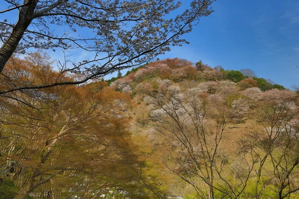 Yoshinoyama, Nara, Japonsko na jaře — Stock fotografie