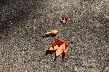  Dünya üzerindeki akçaağaç yaprağı