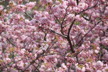 Sakura Çiçeği Japonya'nın Osaka