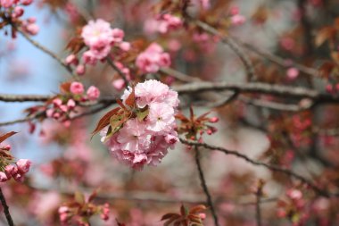 Osaka, Japonya - Sakura çiçek 