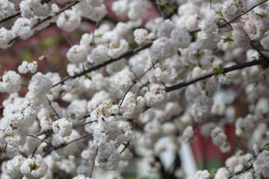 Bahar, Osaka kiraz çiçeği
