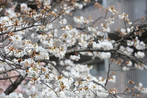 Güzel Japon kiraz çiçeklenme — Stok fotoğraf