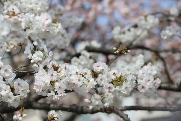 Beautiful flowering Japanese cherry — Stock Photo, Image